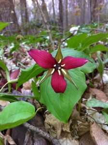 trillium red